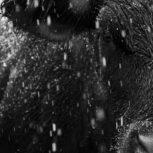 Meet your Posher, Clayton